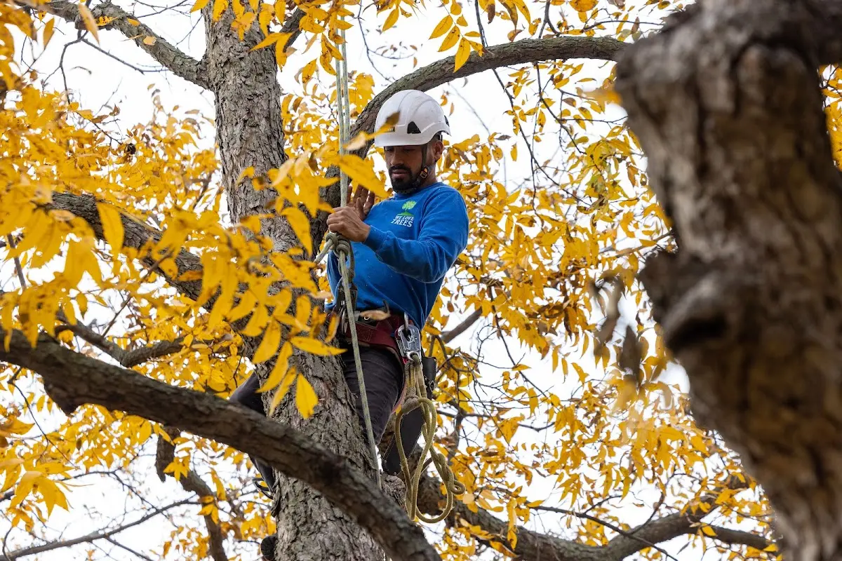 Skilled Storm Damage Cleanup crew working in Wilbur